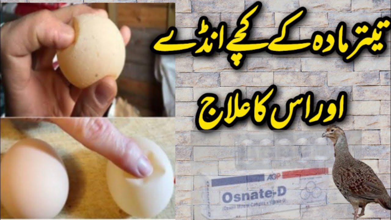 Teetar Mada Ke kachy Anday Aur Us ka Elaj تیتر مادہ کے کچے انڈے اور اس کا علاج