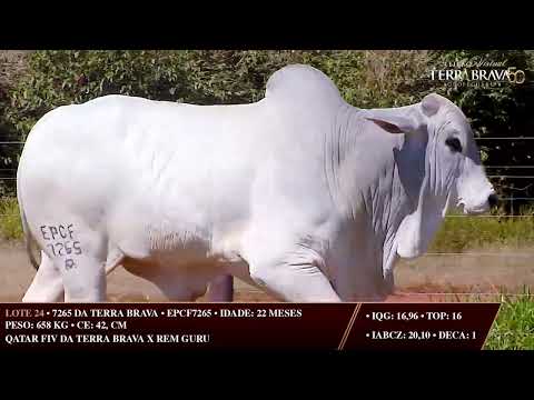 LOTE 24   EPCF 7265