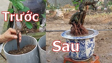 Làm cho cây lộc vừng có bộ rễ quái và đẹp theo ý muốn - BShp