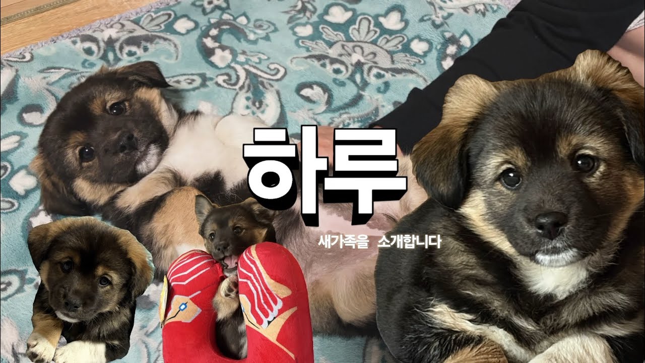 저희집 새로운 가족을 소개합니다🤍 시고르자브종 입양 적응기🤍