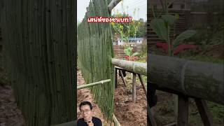 รั้วไม้ไผ่คือเสน่ห์อีกอย่างหนึ่งของชนบท #รั้วไม้ไผ่ #ภูมิปัญญาชาวบ้าน #idea