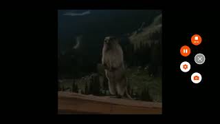 Screaming Gopher Meme