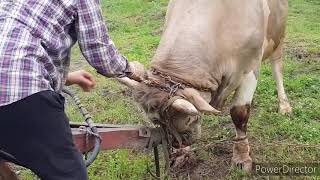 Schnelle Schlachtung eines Bullen/Fast slaughter of a Bull  /ЗАБОЙ КРС