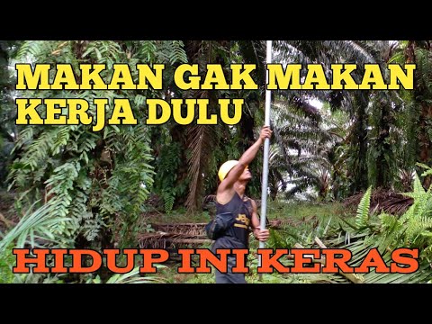PANEN SAWIT DI ANCAK BERSIH