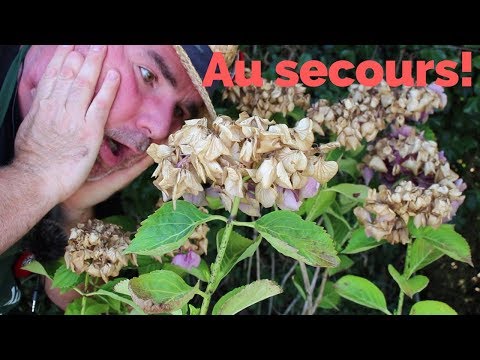 Vidéo: Comment fertiliser l'hortensia ?