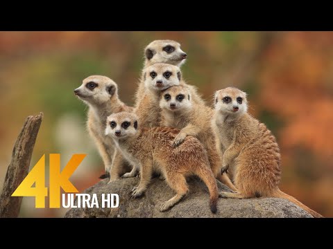 4K African Wildlife - Cute Meerkats and Squirrels - Wild Animals of Africa