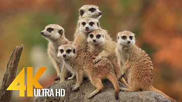 4K African Wildlife - Cute Meerkats and Squirrels - Wild Animals of Africa
