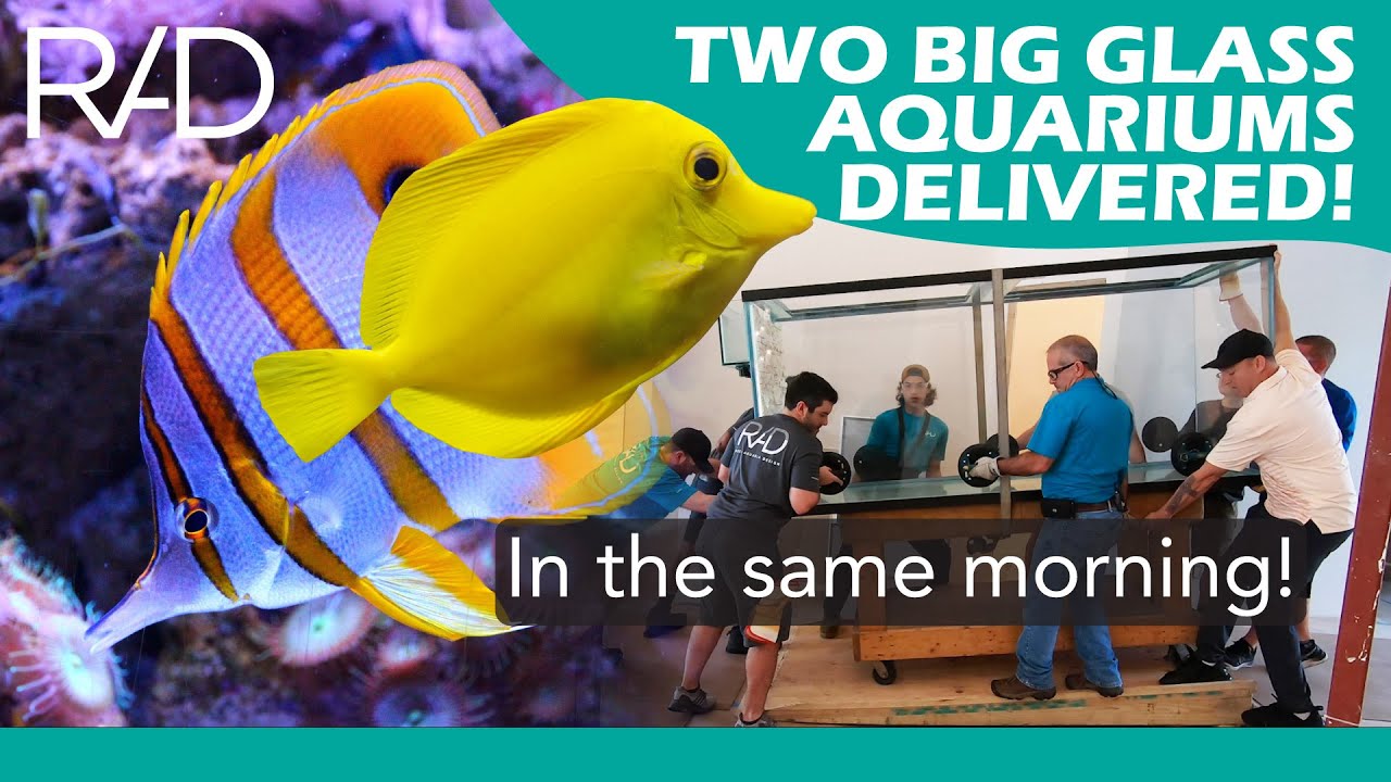 TWO BIG GLASS AQUARIUMS DELIVERED IN THE SAME MORNING REEF AQUARIA