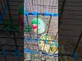 #talkingparot #greenparrot #talkingparrot #birds #mitthu #parrottalking #funnyparrot #cuteparrot