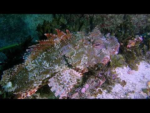 Gordons Bay (NSW) Underwater Nature Trail