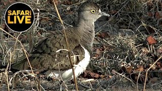 safariLIVE - Sunset Safari - October 07, 2019