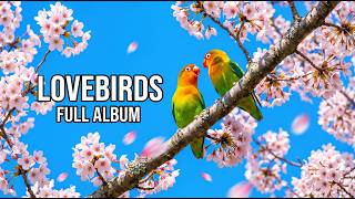 Accordion & Piano Waltzes | Tender Instrumental Music for Focus | Lovebirds Music screenshot 5