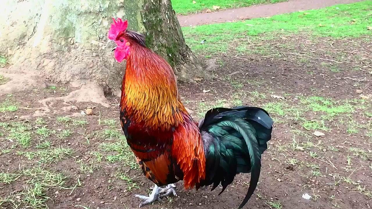 Rooster Crowing Compilation Plus   Rooster crowing sounds Effect 2016