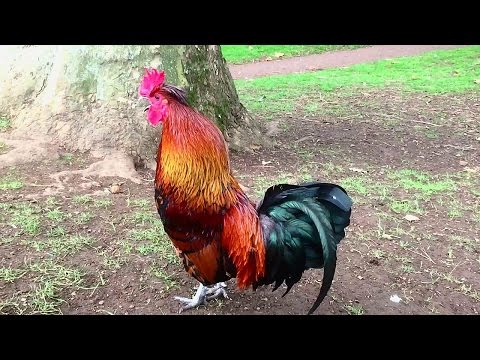 Rooster Crowing Compilation Plus - Rooster crowing sounds Effect 2016