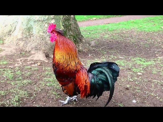 Rooster Crowing Compilation Plus - Rooster crowing sounds Effect 2016 class=