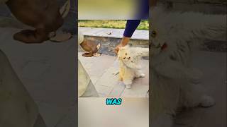 This Mother Cat Refused to Give Up 🐱❤️