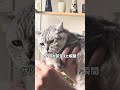赤子嫌いすずちゃんの気怠そうな1日 #vlog #猫 #cat