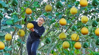 Country girl picks grapefruits to sell at the market, cooks grapefruit sweet soup, grows vegetabe