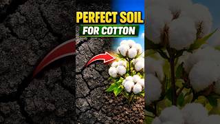 Black soil turns cotton into white gold | #shorts #blacksoil #cotton #india #educationalvideo