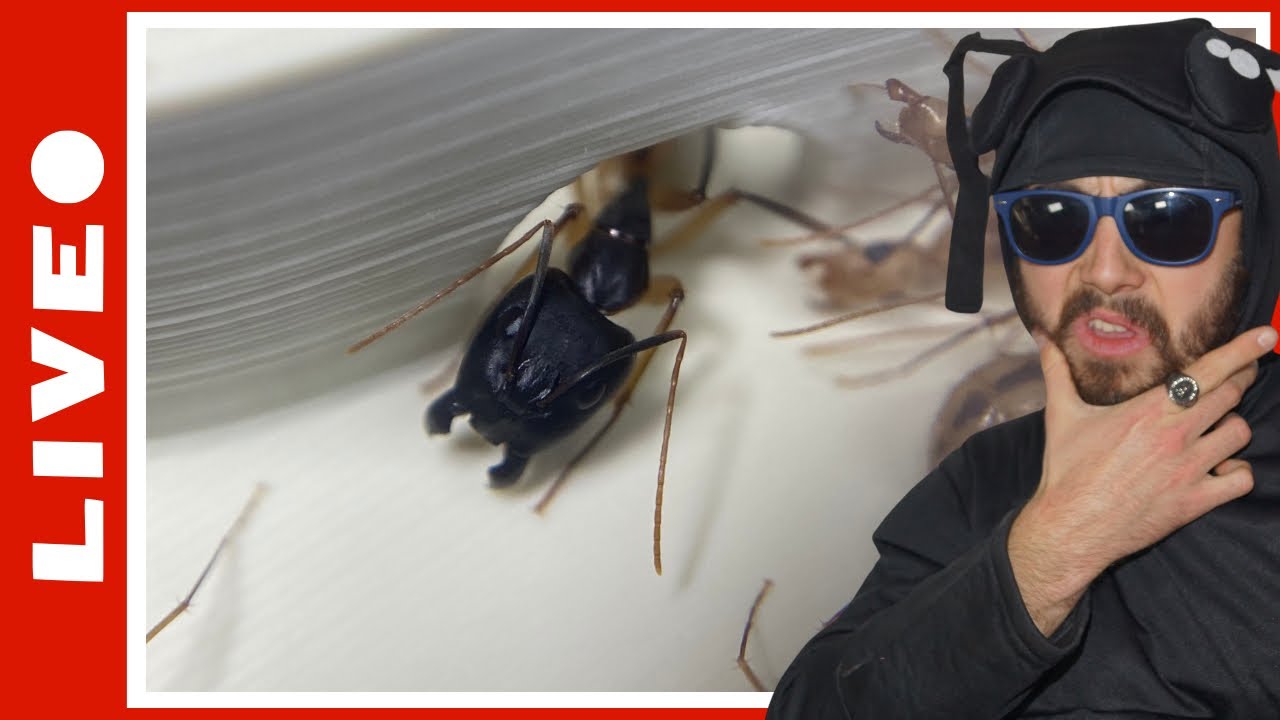 On fait un point sur mes Camponotus maculatus (fourmis jaunes d’Afrique)[Rediff live 19/07/2024]