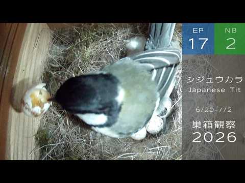 The unevenly patterned Japanese Tit egg ended up breaking - YouTube