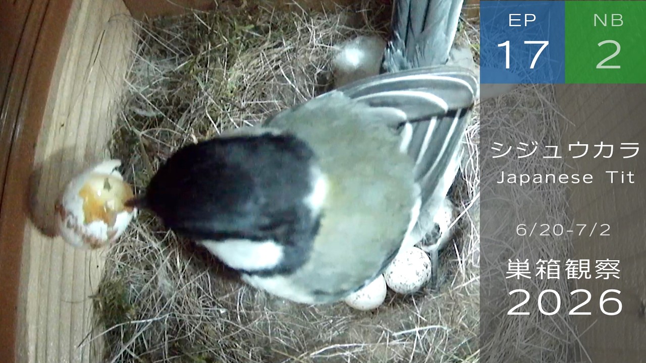 The unevenly patterned Japanese Tit egg ended up breaking - YouTube
