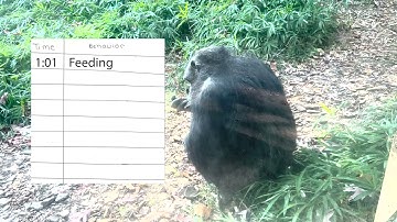 How to Collect Animal Behavior Data with the Focal Sampling Method