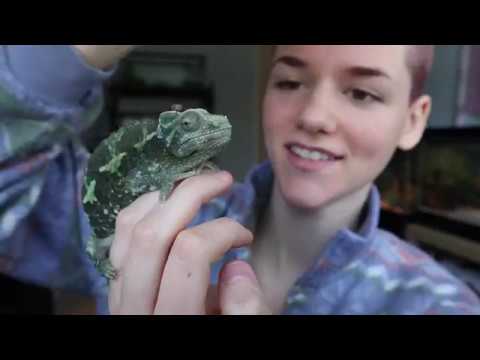 lizard skin grips Giving a Chameleon Medicine! Stomatitis