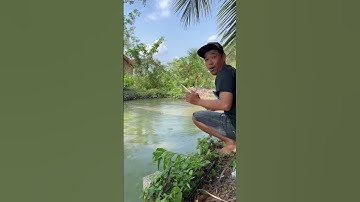 Câu cá rô mà đụng cá trê to #chitoanfishing #caucagiaitri #cauca #fishing #shorts