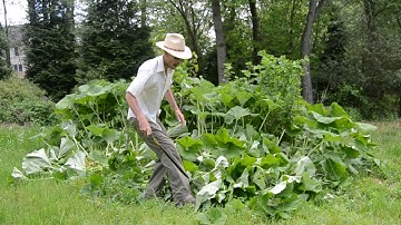 Food Forest Chop & Drop Video
