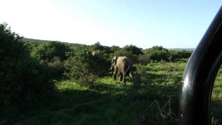 Hlosi elephants encounter : A great moment of silence !