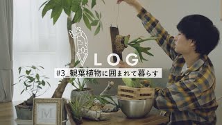 【植物と暮らし】植物紹介と手入れとか #3