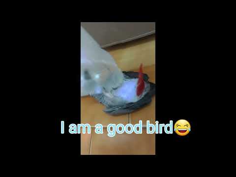 灰鸚鵡界的GD