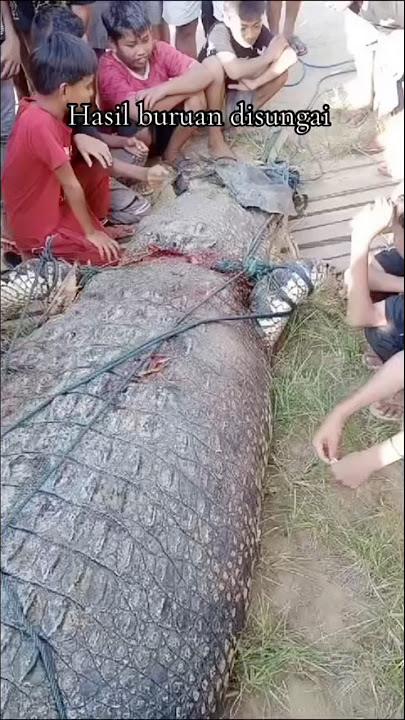 Tertangkapnya buaya pemangsa manusia