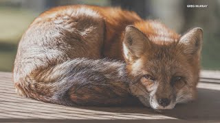 Cleveland photographer helps sanctuary expand home for rescued foxes Ready Pet GO