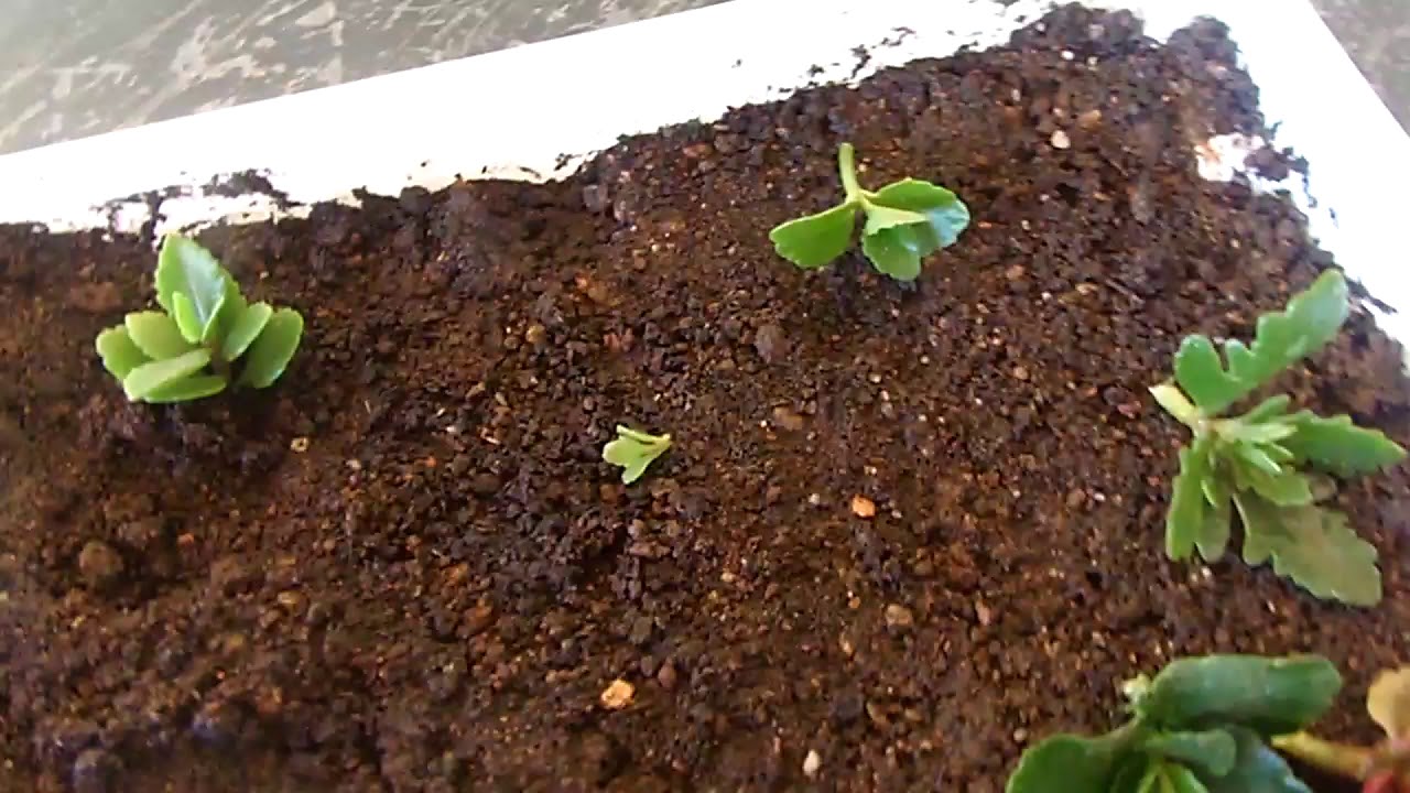 plantando!!!!! - YouTube