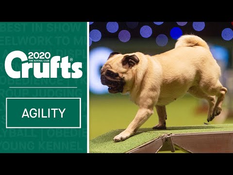 Cookie the Pug doing Agility will melt your heart!