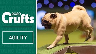 pug agility competition