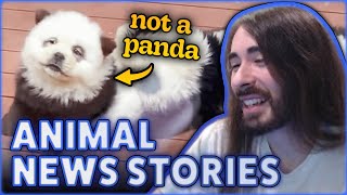 Fake Pandas and Stolen Alligator | MoistCr1tikal