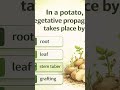 Vegetative propagation # Class 10 #biology Potato#reproduction