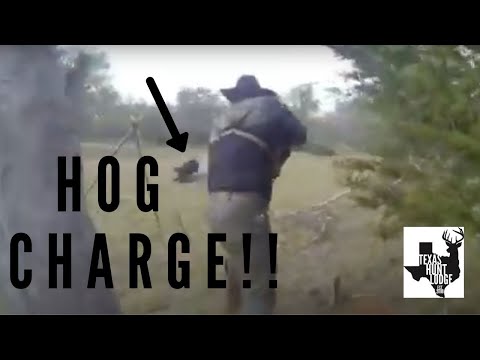 Huge Texas Hog CHARGES kid - Guide Kills pig JUST feet away from hunters - Texas Hog Hunt
