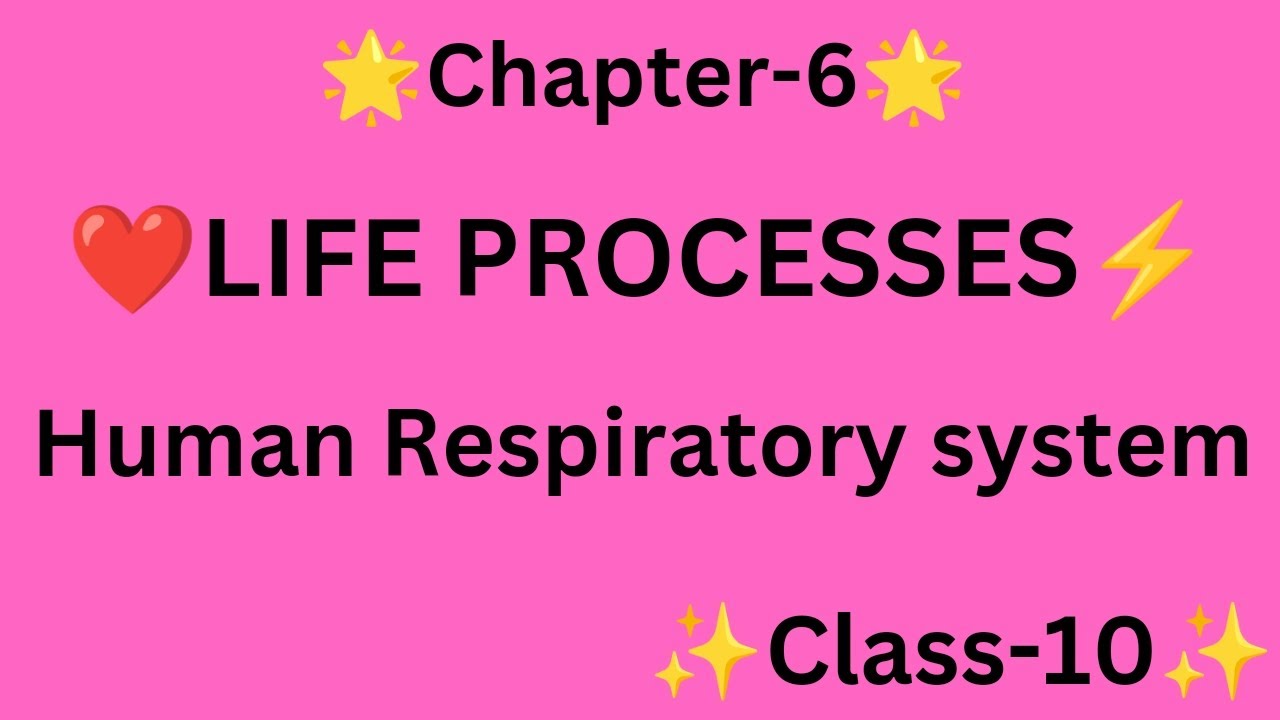 Human Respiratory System (ANIMATED) Class10th | Life Processes Class 10 ...