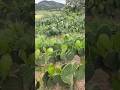 Nopales #nopal #huerto #temporadadenopal