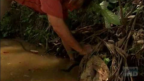 Austin Stevens in Search of the Man Eating Phyton Part 5