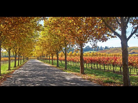 Vidéo: Les Vignobles Les Plus Célèbres De La Napa Valley, En Californie, à Visiter