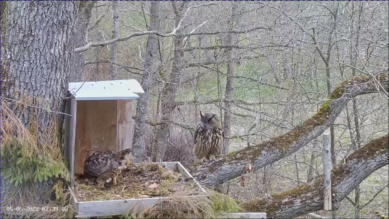 Bubo bubo — Female and Male are in the nest 05 05 2022