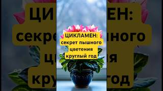 Цикламен: полный гид по уходу после покупки ✅#цикламен #комнатныерастения #цветы #уходзарастениями #