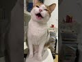 #cat #kitten #cute