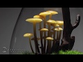 Real mushroom terrarium kinocorium