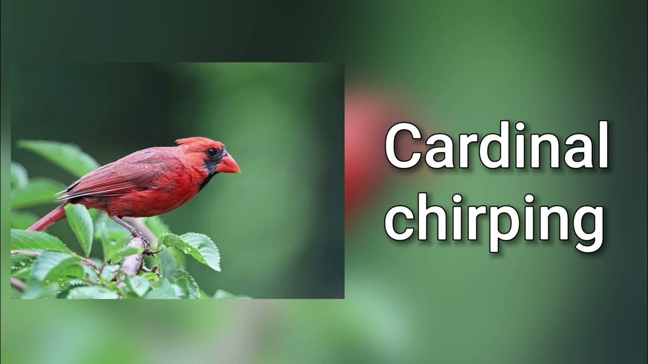 Sound of Cardinal chirping YouTube